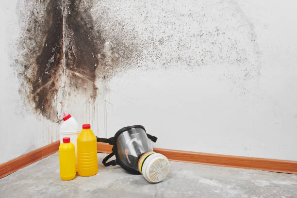 Best Attic Mold Removal  in Nicollet, MN