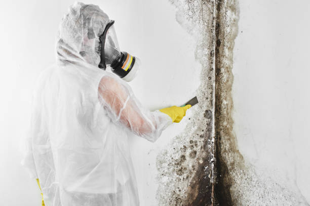 Best Mold Removal and Inspection  in Nicollet, MN