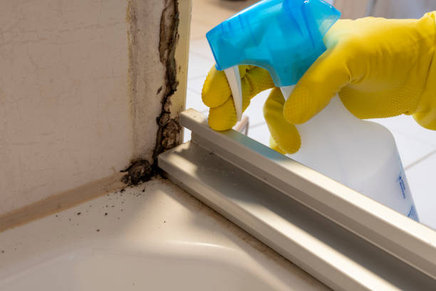 Best Mold Damage Repair  in Nicollet, MN