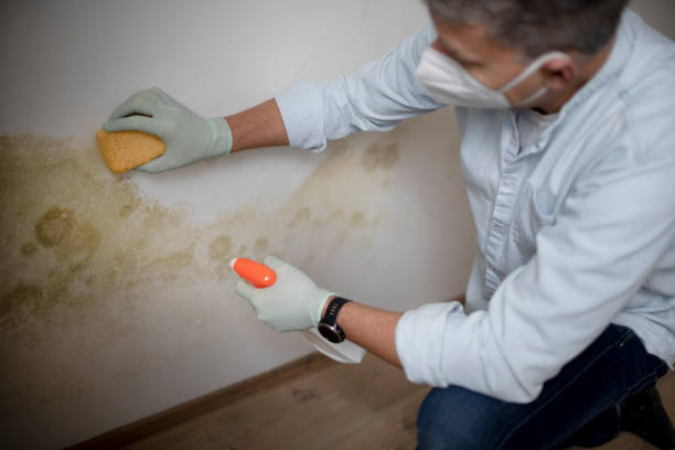 Best Mold Testing  in Nicollet, MN