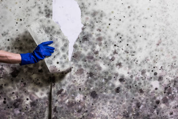 Mold Removal and Inspection in Nicollet, MN