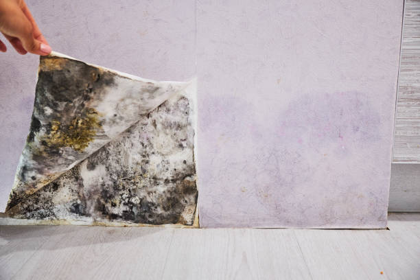 Certified Mold Removal in Nicollet, MN